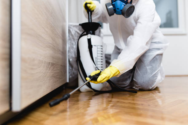 Best Wasp Removal Services  in Dixmoor, IL