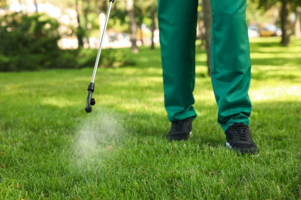 Best Spider Control Near Me  in Dixmoor, IL