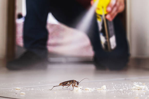 Best Termite Control Services  in Dixmoor, IL