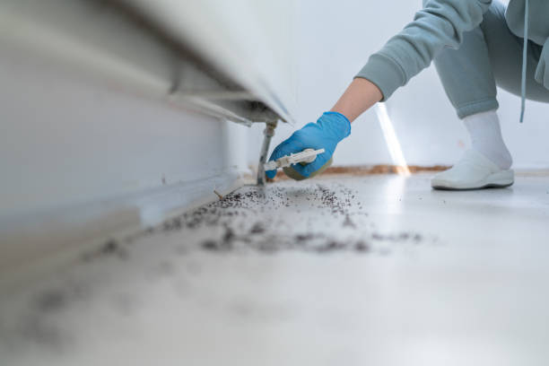 Best Rat Extermination Near Me  in Dixmoor, IL